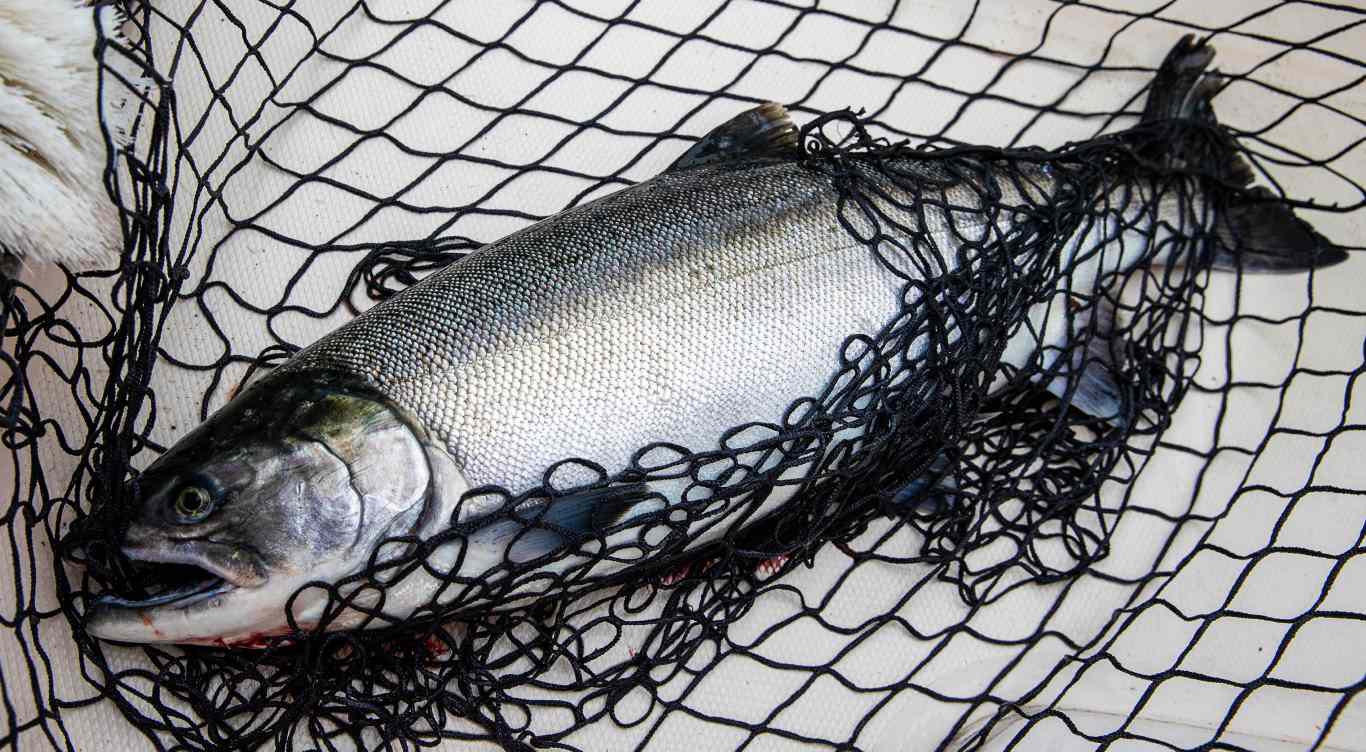 Lake Michigan Chinook King Salmon Fishing